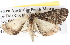  ( - BIOUG06111-A11)  @12 [ ] CreativeCommons - Attribution (2012) CBG Photography Group Centre for Biodiversity Genomics