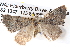  ( - BIOUG06111-B08)  @13 [ ] CreativeCommons - Attribution (2012) CBG Photography Group Centre for Biodiversity Genomics