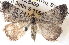  ( - BIOUG06111-C01)  @15 [ ] CreativeCommons - Attribution (2012) CBG Photography Group Centre for Biodiversity Genomics