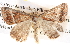  ( - BIOUG06111-G08)  @13 [ ] CreativeCommons - Attribution (2012) CBG Photography Group Centre for Biodiversity Genomics