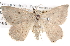  ( - BIOUG06111-H09)  @14 [ ] CreativeCommons - Attribution (2012) CBG Photography Group Centre for Biodiversity Genomics