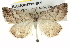  ( - BIOUG04715-B09)  @14 [ ] CreativeCommons - Attribution (2013) CBG Photography Group Centre for Biodiversity Genomics