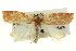  ( - BIOUG04715-H06)  @12 [ ] CreativeCommons - Attribution (2013) CBG Photography Group Centre for Biodiversity Genomics