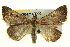  ( - BIOUG04716-D09)  @13 [ ] CreativeCommons - Attribution (2013) CBG Photography Group Centre for Biodiversity Genomics