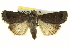  ( - BIOUG04716-F05)  @14 [ ] CreativeCommons - Attribution (2013) CBG Photography Group Centre for Biodiversity Genomics