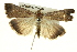  ( - BIOUG04716-G01)  @14 [ ] CreativeCommons - Attribution (2013) CBG Photography Group Centre for Biodiversity Genomics