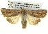  ( - BIOUG05065-A03)  @15 [ ] CreativeCommons - Attribution (2013) CBG Photography Group Centre for Biodiversity Genomics