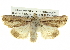  ( - BIOUG05065-A08)  @15 [ ] CreativeCommons - Attribution (2013) CBG Photography Group Centre for Biodiversity Genomics