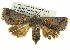  ( - BIOUG05065-A11)  @14 [ ] CreativeCommons - Attribution (2013) CBG Photography Group Centre for Biodiversity Genomics
