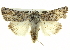  ( - BIOUG05065-A12)  @14 [ ] CreativeCommons - Attribution (2013) CBG Photography Group Centre for Biodiversity Genomics