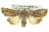 ( - BIOUG05065-C04)  @14 [ ] CreativeCommons - Attribution (2013) CBG Photography Group Centre for Biodiversity Genomics
