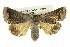  ( - BIOUG05065-C10)  @14 [ ] CreativeCommons - Attribution (2013) CBG Photography Group Centre for Biodiversity Genomics