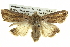  ( - BIOUG05065-D04)  @14 [ ] CreativeCommons - Attribution (2013) CBG Photography Group Centre for Biodiversity Genomics