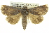  ( - BIOUG05065-D09)  @14 [ ] CreativeCommons - Attribution (2013) CBG Photography Group Centre for Biodiversity Genomics