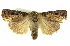  ( - BIOUG05065-E07)  @14 [ ] CreativeCommons - Attribution (2013) CBG Photography Group Centre for Biodiversity Genomics