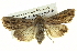  ( - BIOUG05065-F05)  @14 [ ] CreativeCommons - Attribution (2013) CBG Photography Group Centre for Biodiversity Genomics