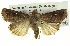 ( - BIOUG05065-F06)  @14 [ ] CreativeCommons - Attribution (2013) CBG Photography Group Centre for Biodiversity Genomics