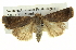  ( - BIOUG05065-F07)  @13 [ ] CreativeCommons - Attribution (2013) CBG Photography Group Centre for Biodiversity Genomics