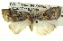  ( - BIOUG05065-G10)  @14 [ ] CreativeCommons - Attribution (2013) CBG Photography Group Centre for Biodiversity Genomics