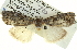  ( - BIOUG05065-H01)  @14 [ ] CreativeCommons - Attribution (2013) CBG Photography Group Centre for Biodiversity Genomics