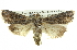  ( - BIOUG05065-H05)  @14 [ ] CreativeCommons - Attribution (2013) CBG Photography Group Centre for Biodiversity Genomics