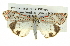  ( - BIOUG05068-B11)  @14 [ ] CreativeCommons - Attribution (2013) CBG Photography Group Centre for Biodiversity Genomics