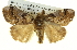  ( - BIOUG05068-D08)  @13 [ ] CreativeCommons - Attribution (2013) CBG Photography Group Centre for Biodiversity Genomics