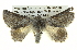  ( - BIOUG05068-E08)  @15 [ ] CreativeCommons - Attribution (2013) CBG Photography Group Centre for Biodiversity Genomics