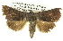  ( - BIOUG05068-F03)  @14 [ ] CreativeCommons - Attribution (2013) CBG Photography Group Centre for Biodiversity Genomics