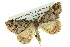  ( - BIOUG05068-H02)  @13 [ ] CreativeCommons - Attribution (2013) CBG Photography Group Centre for Biodiversity Genomics