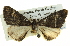  ( - BIOUG05068-H11)  @12 [ ] CreativeCommons - Attribution (2013) CBG Photography Group Centre for Biodiversity Genomics