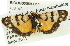  (Eutane sp. ANIC1 - BIOUG05069-C11)  @14 [ ] CreativeCommons - Attribution (2013) CBG Photography Group Centre for Biodiversity Genomics