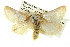  (Epicoma barytima - BIOUG05069-D10)  @15 [ ] CreativeCommons - Attribution (2013) CBG Photography Group Centre for Biodiversity Genomics