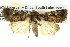  ( - BIOUG05069-G02)  @13 [ ] CreativeCommons - Attribution (2013) CBG Photography Group Centre for Biodiversity Genomics