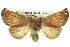  ( - BIOUG05069-H10)  @15 [ ] CreativeCommons - Attribution (2013) CBG Photography Group Centre for Biodiversity Genomics