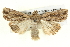  ( - BIOUG05073-A10)  @14 [ ] CreativeCommons - Attribution (2013) CBG Photography Group Centre for Biodiversity Genomics