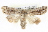  ( - BIOUG05073-B07)  @14 [ ] CreativeCommons - Attribution (2013) CBG Photography Group Centre for Biodiversity Genomics