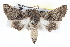 ( - BIOUG05073-C02)  @15 [ ] CreativeCommons - Attribution (2013) CBG Photography Group Centre for Biodiversity Genomics