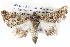  ( - BIOUG05073-D12)  @14 [ ] CreativeCommons - Attribution (2013) CBG Photography Group Centre for Biodiversity Genomics