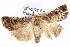  ( - BIOUG05073-F07)  @14 [ ] CreativeCommons - Attribution (2013) CBG Photography Group Centre for Biodiversity Genomics