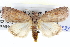  (Austrocarea - BIOUG05073-G01)  @15 [ ] CreativeCommons - Attribution (2013) CBG Photography Group Centre for Biodiversity Genomics