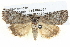  ( - BIOUG05074-F09)  @15 [ ] CreativeCommons - Attribution (2013) CBG Photography Group Centre for Biodiversity Genomics