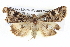  ( - BIOUG05074-G03)  @14 [ ] CreativeCommons - Attribution (2013) CBG Photography Group Centre for Biodiversity Genomics
