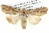  ( - BIOUG05074-H11)  @15 [ ] CreativeCommons - Attribution (2013) CBG Photography Group Centre for Biodiversity Genomics