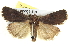  (Thoracolopha nycteris - BIOUG05054-E01)  @15 [ ] CreativeCommons - Attribution (2013) CBG Photography Group Centre for Biodiversity Genomics