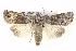  ( - BIOUG05054-F07)  @14 [ ] CreativeCommons - Attribution (2013) CBG Photography Group Centre for Biodiversity Genomics