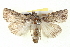  ( - BIOUG05054-G11)  @14 [ ] CreativeCommons - Attribution (2013) CBG Photography Group Centre for Biodiversity Genomics