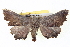  ( - BIOUG05054-H03)  @13 [ ] CreativeCommons - Attribution (2013) CBG Photography Group Centre for Biodiversity Genomics