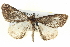  ( - BIOUG05056-B12)  @13 [ ] CreativeCommons - Attribution (2013) CBG Photography Group Centre for Biodiversity Genomics
