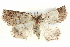  ( - BIOUG05056-C01)  @12 [ ] CreativeCommons - Attribution (2013) CBG Photography Group Centre for Biodiversity Genomics